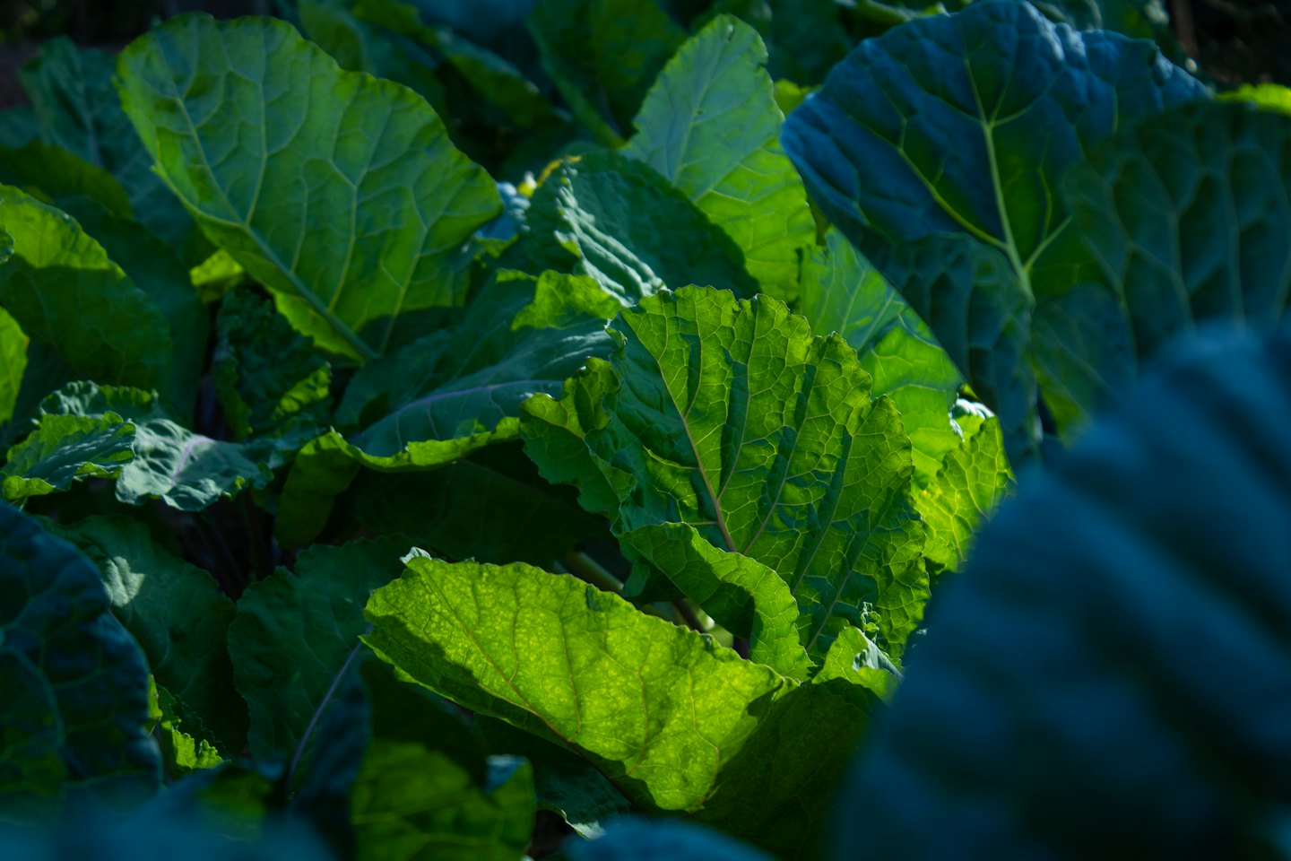 Green leafy vegetables growing in a field.