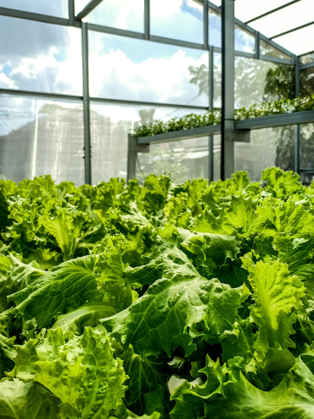 Rows of fresh, green lettuce growing in a hydroponic farm.
