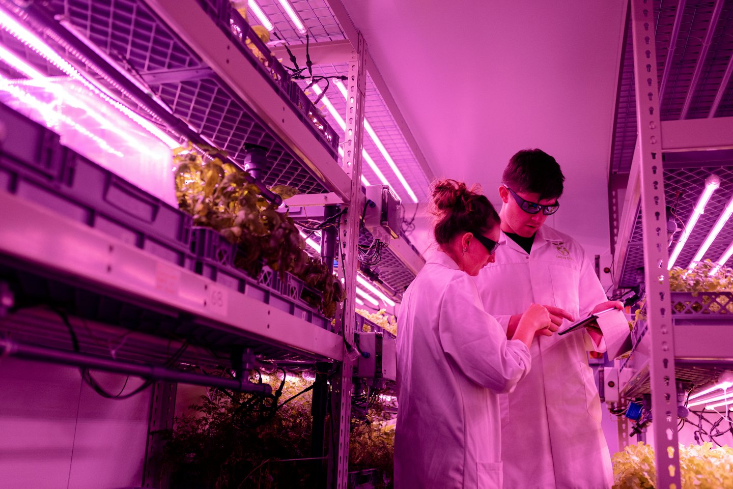 Researchers inspecting plants in a vertical farm under grow lights.